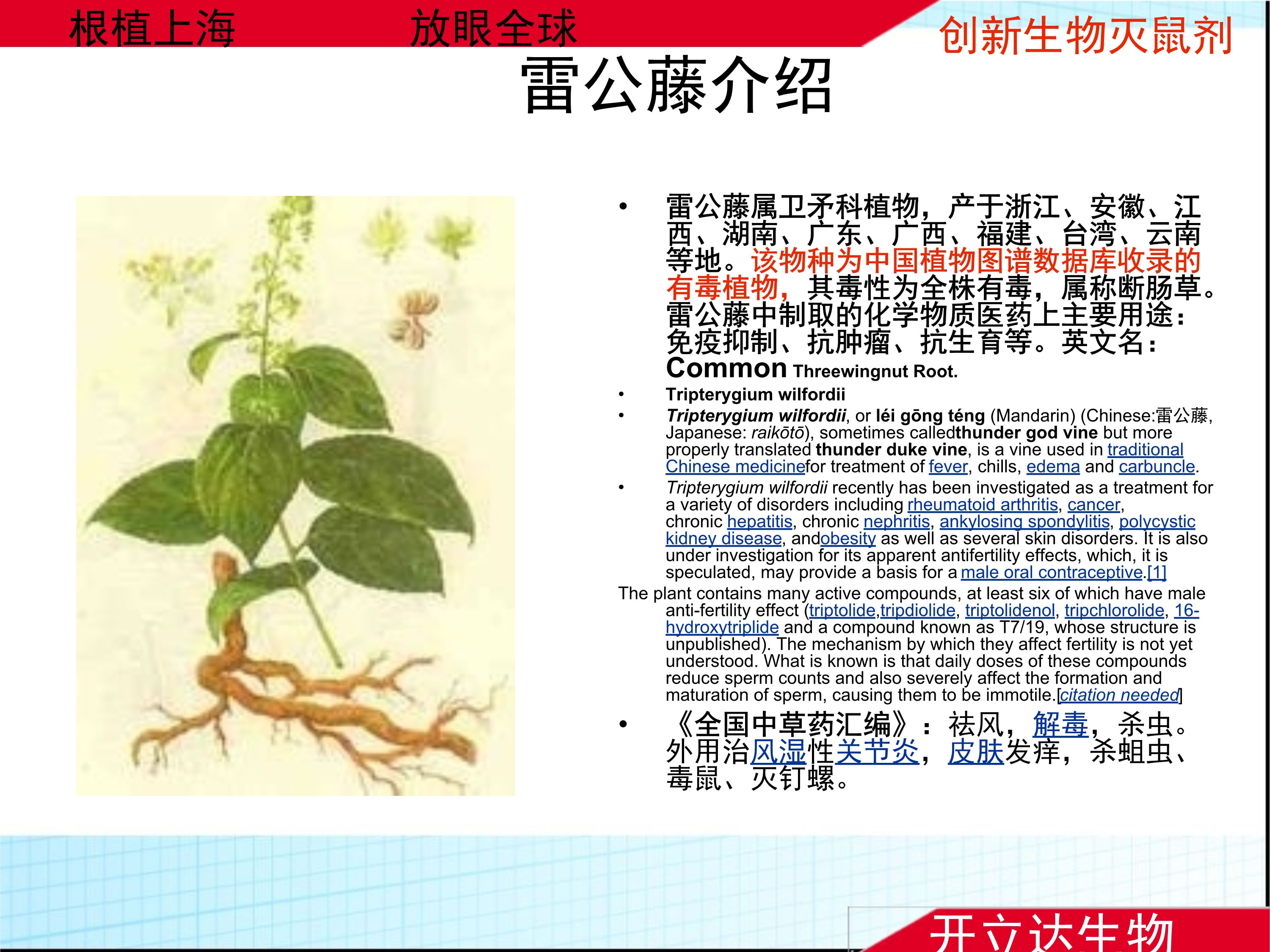 雷公藤介绍_1