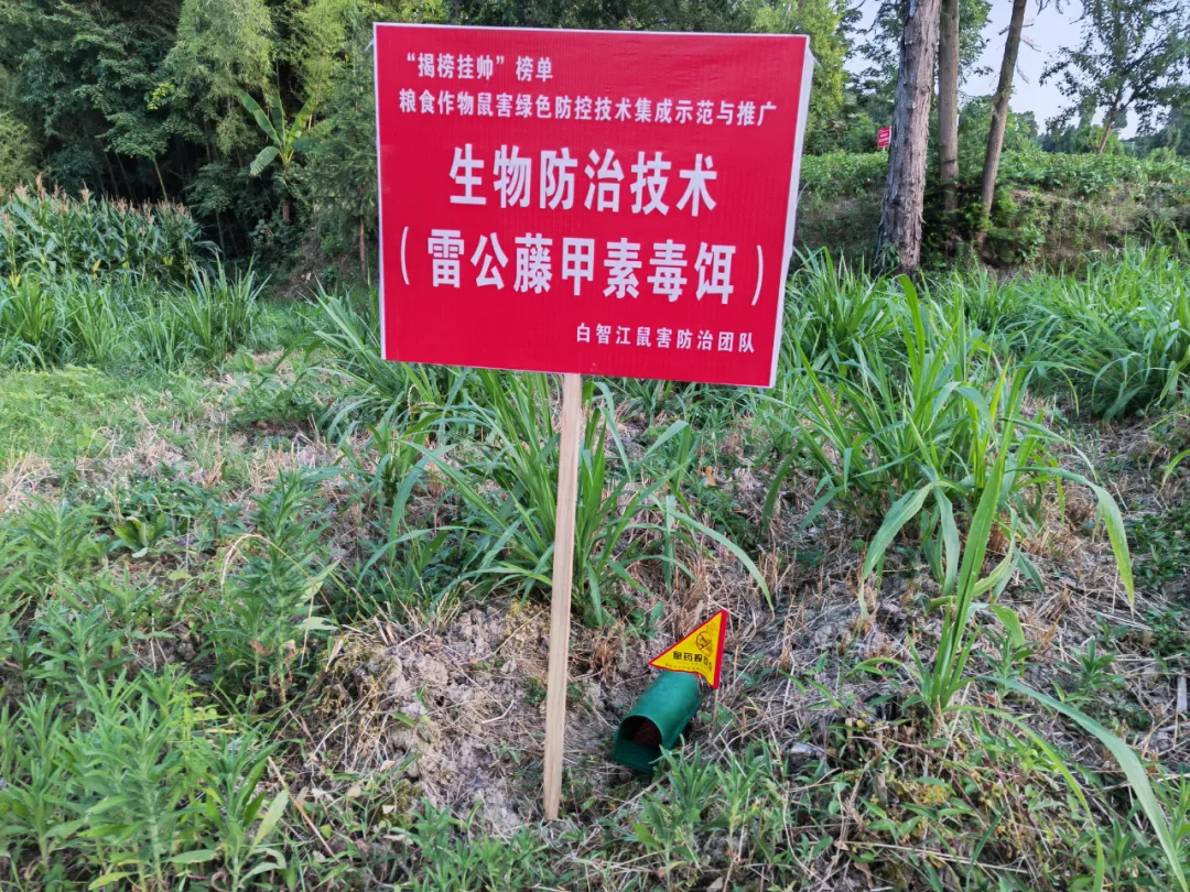 毒饵站灭鼠技术要点 | 雷公藤甲素使用指南