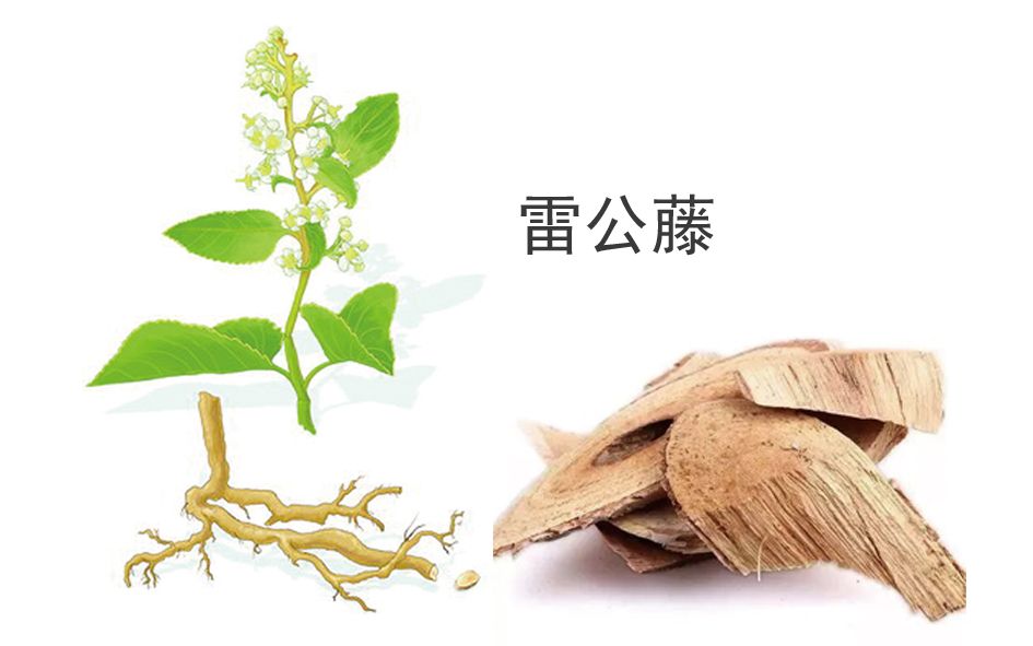 新贝奥生物灭鼠剂-有效成分雷公藤