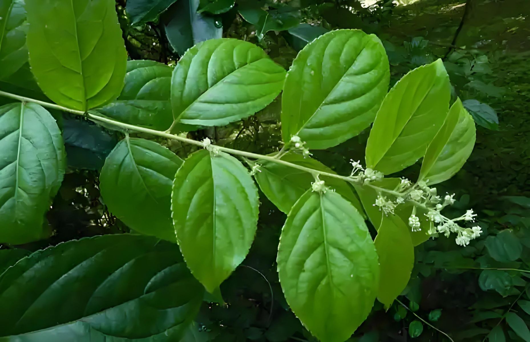 &ldquo;雷公藤+&rdquo;提取物 生物（植物源）产品 研发历程