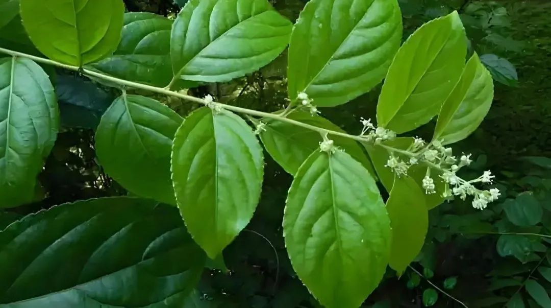 雷公藤老鼠药：古老中药的现代奇迹&mdash;&mdash;你了解它的神奇之处吗？